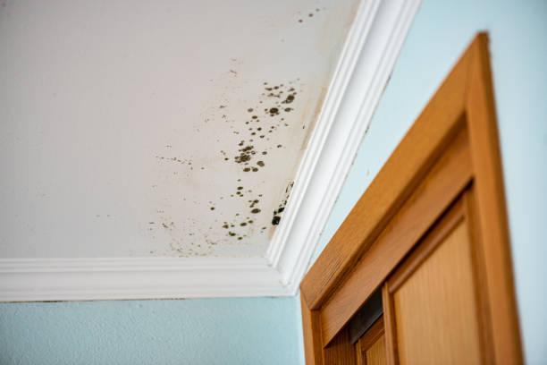 Best DIY Mold Remediation Support Services in Navesink, NJ