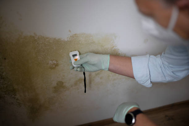 Best Mold Remediation for Specific Building Types in Navesink, NJ