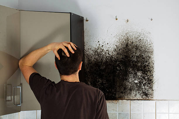 Best Emergency Mold Remediation in Navesink, NJ